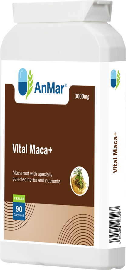 Angled front-right view of AnMar™ Vital Maca+ bottle featuring 3000mg maca root blend with herbs and nutrients, 90 vegan capsules.